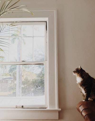 中等皮毛的棕色和白色猫坐在白色窗户附近的棕色沙发上